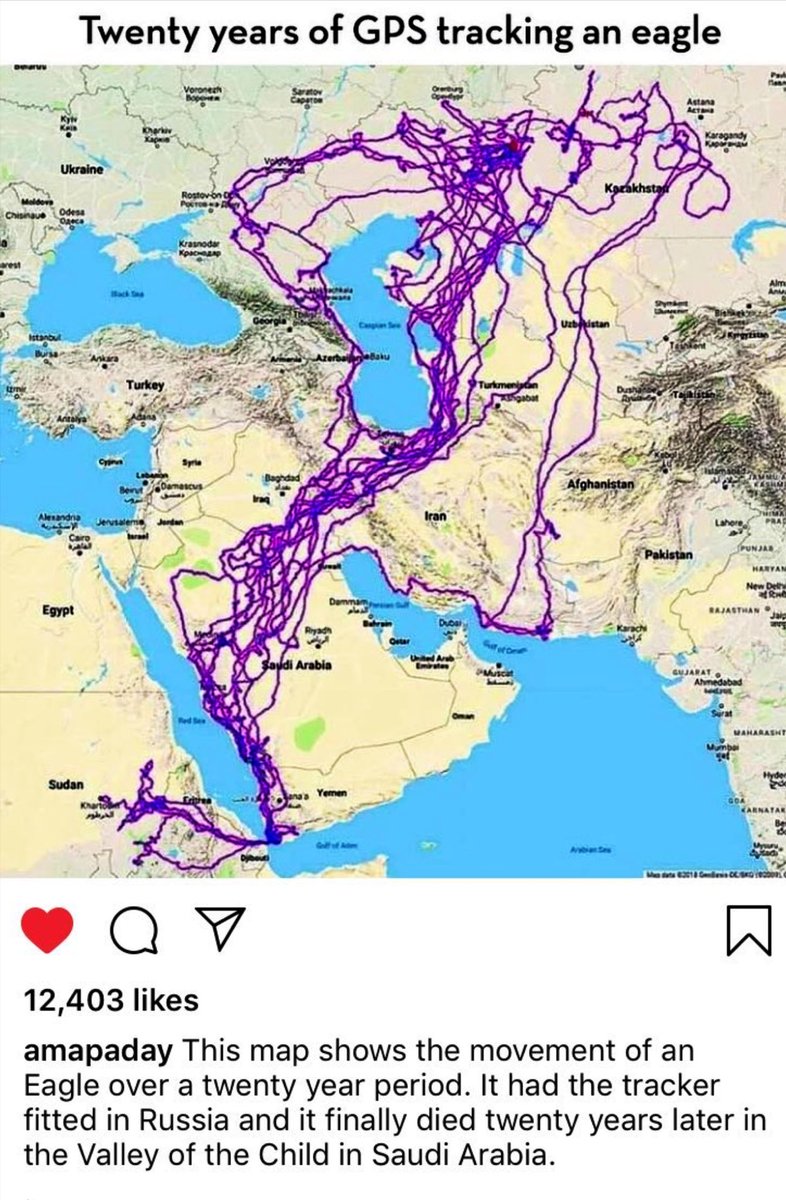 🦅 20 years of GPS tracking an eagle!