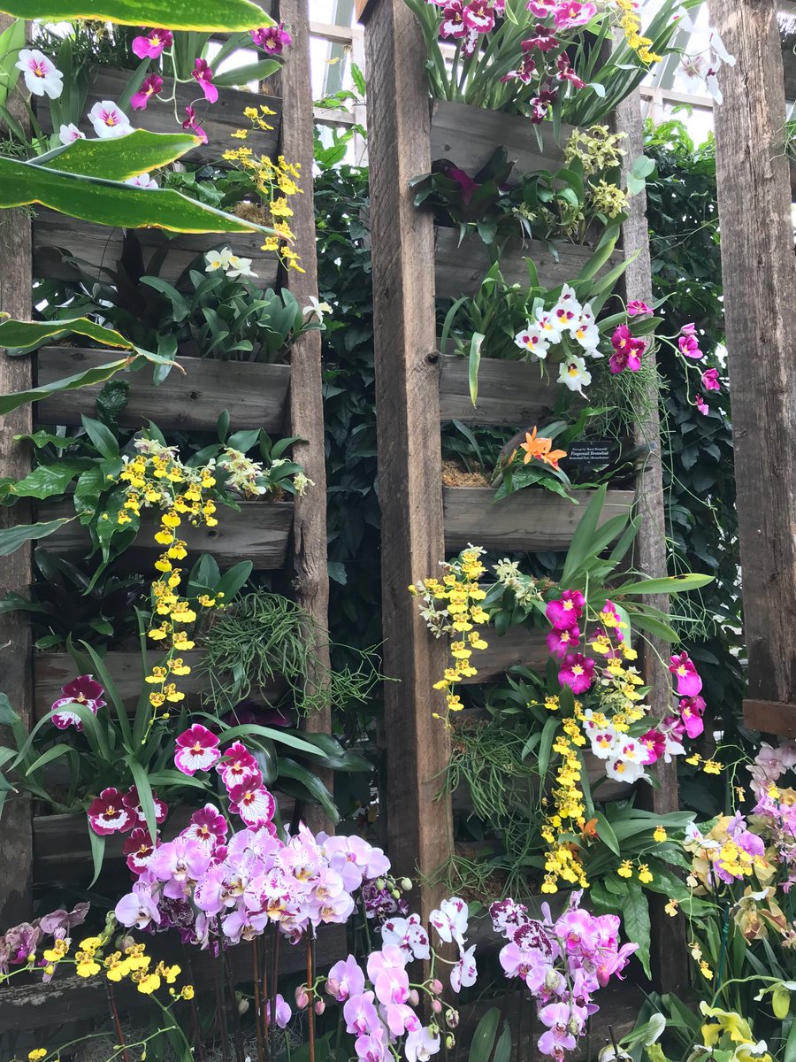 shecubfan's tweet photo. The Orchid Show ⁦@chicagobotanic⁩ was absolutely beautiful! https://t.co/iLoI96OMQt