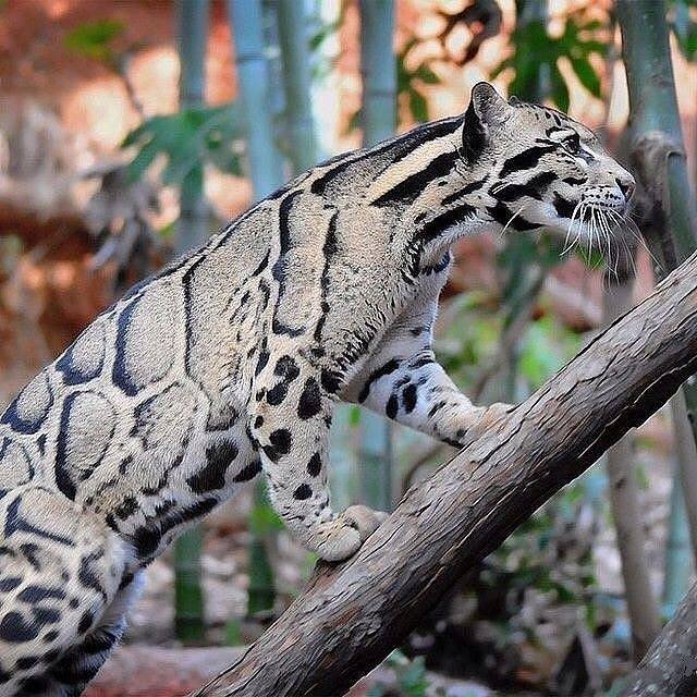 #TAIWAN | Leopardo nublado de Formosa... declarado extinto hace más de una década...

En estos días se han visto dos ejemplares en el municipio Daren del condado de Taitung.