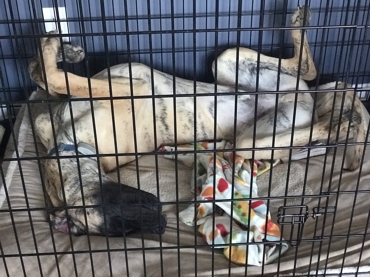Giant dog, giant crate, giant nap #greatdanelove #bigdogsrule