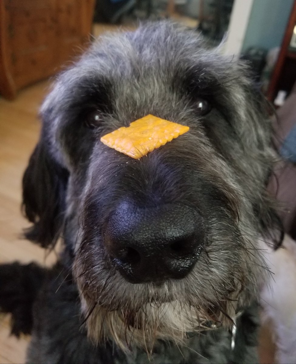 I learned a new trick! I can sit for a looong time as long as I can eatz the cheesy cracker in the end.
#ilovecheesyfood #Imagoodboy #lookatmemomz #goldendoodle