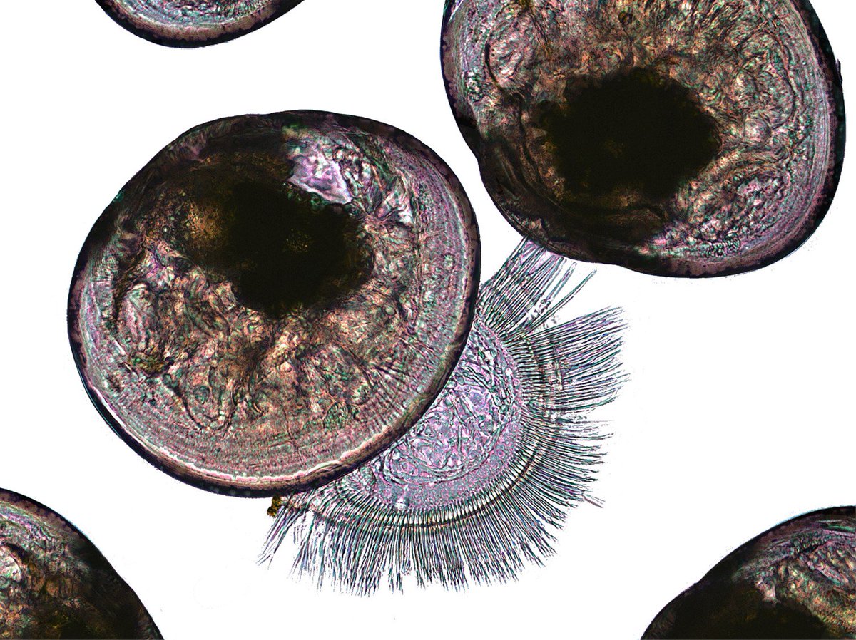DrTim_Young's tweet photo. My Friday photomicrograph for you! Airing out my #miscroscopy cupboard: #beautiful Aulacomya maoriana (#NZ ribbed #mussel) #veliger #larvae 280um 18dpf with velum naturally fanned out. I took this on a Leica with 15 separate images then stacked through the depth of fields <3 https://t.co/xaFsAh4VnZ