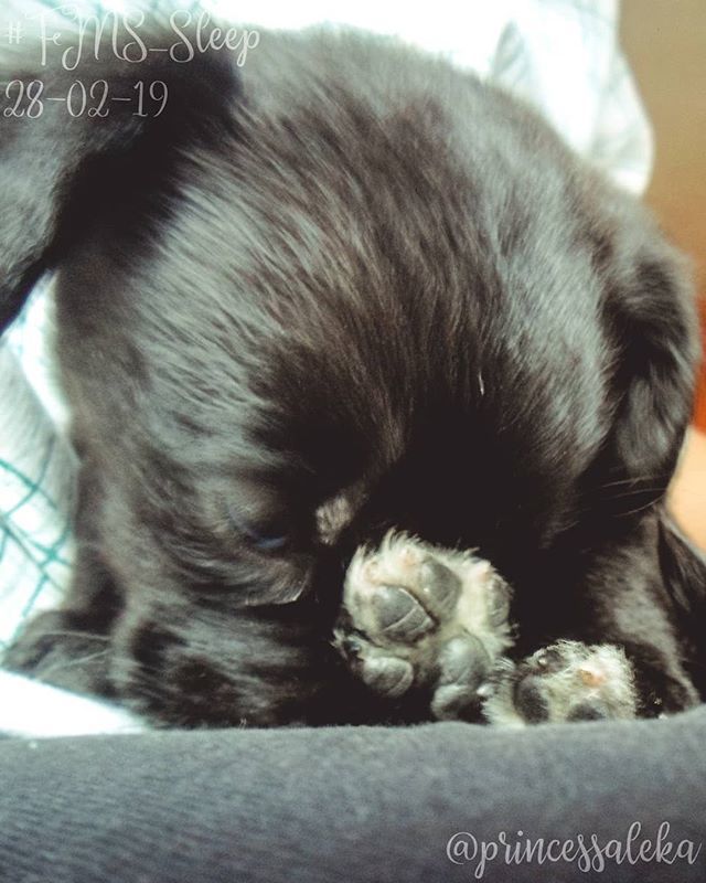 Princess_Aleka's tweet image. [59/365] Día 28. Dormir: Bebito dormilón. • (Day 28. Sleep: Sleepy baby.) • • •
#FMSPAD #FMSPhotoADay @fmsphotoaday #FMSPhotoADayFeb #FMS_Sleep #PhotoADayChallenge #365DaysOfPhotos #LittleMomentsApp #BFYT #VzlaXLike #Dormir #Perro #Cachorro #Sleep #D… bit.ly/2tHfa2t