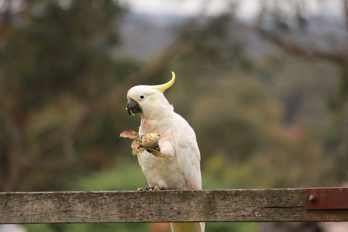 RobSolic's tweet photo. "You got me! Yes, I pinched that apple from your tree".
#wildoz #cockatoo #sulphurcrestedcockatoo #summer #birdlife #birds #bird #birdsofaustralia #canonaustralia #birdphotography #nature #naturephotography #photography #nofilter #noedit https://t.co/G0lbZJdTon