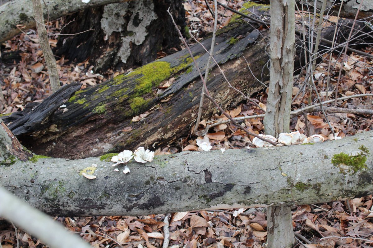 It may look like a flower but I'm pretty sure it's a fungus