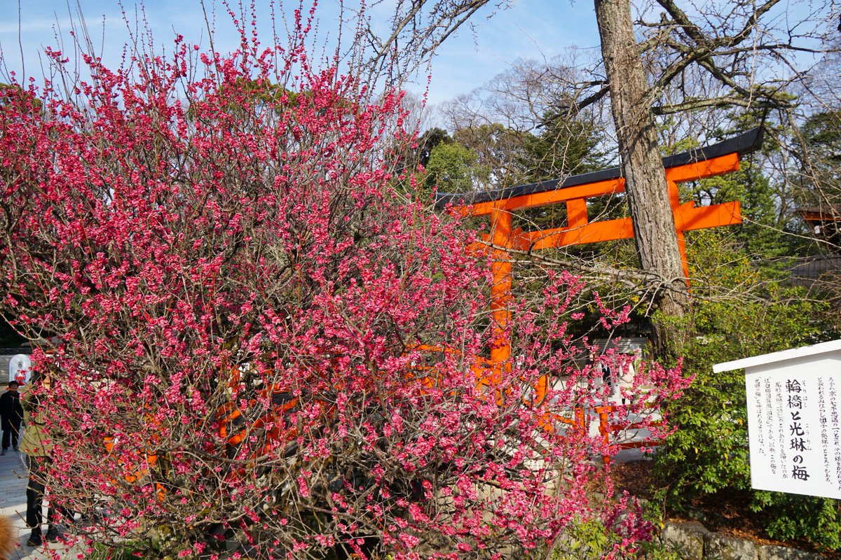 Inose 下鴨神社 光琳の梅 Plum Blossoms In Shimogamo Shrine 下鴨神社 賀茂御祖神社 Shimogamoshrine 光琳の梅 光琳梅 Japaneseplum Japaneseapricot 梅 Plum Apricot 梅花 Plumblossoms Plumblossom