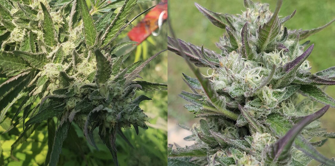 G4SM4N_'s tweet photo. #Bio Girl Scout Cookies in Sequence
#BioDank
#SungrownMeds
#ConnoiseurGrade https://t.co/YjjpRXHCSY