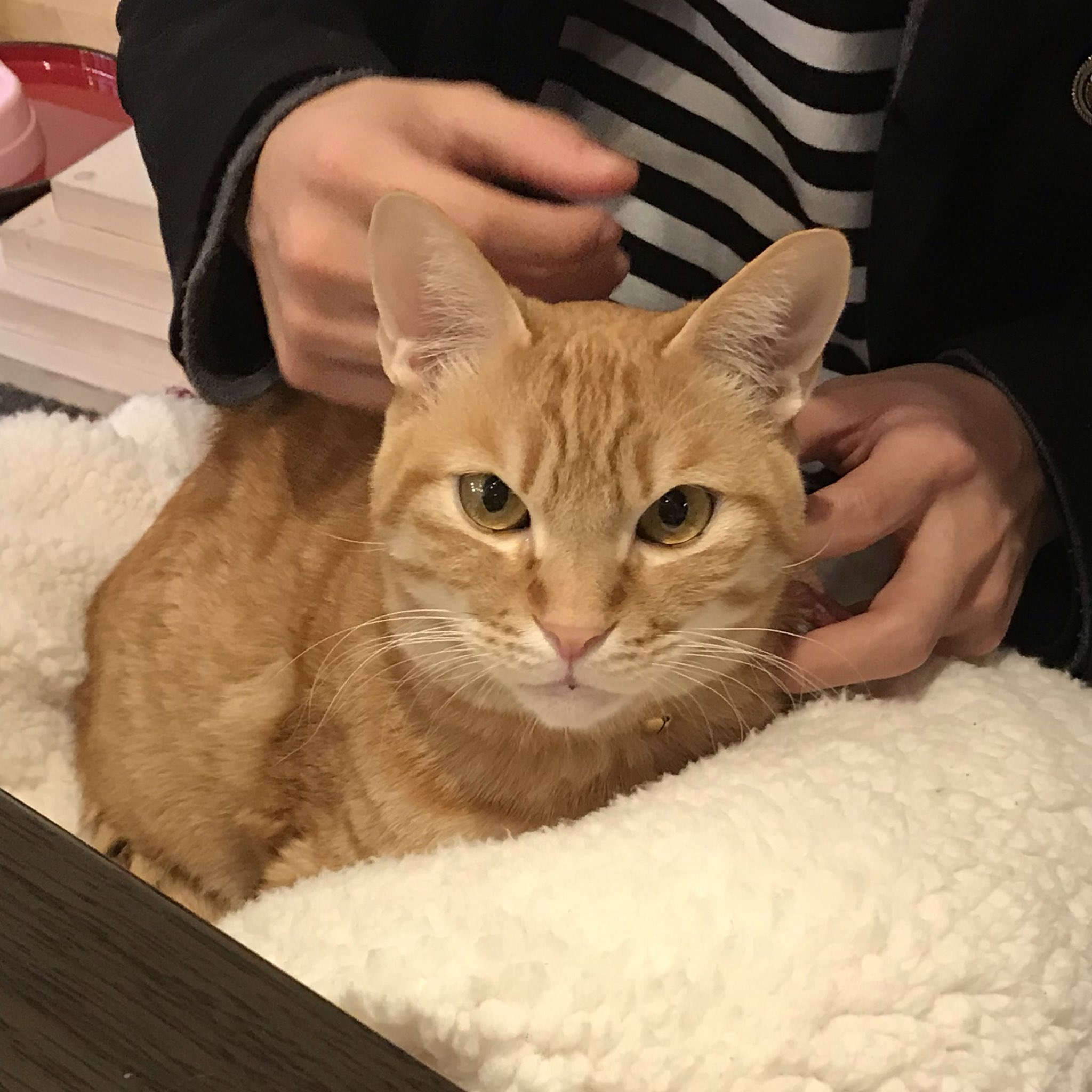 保護猫カフェ いやし亭ほご猫茶屋 珍しくお膝を借りるまりも まりも 膝に乗ってほしいの 僕がジャッジしてあげるけど ちゅーるなら話は別だよ いやし亭ほご猫茶屋 まりもくん 茶トラ 新橋 猫カフェ 猫好きと繋がりたい Cat Shinbashi 保護猫カフェ いやし亭ほご猫茶屋 珍しくお膝を借りるまりも まりも 膝に乗ってほしいの 僕がジャッジしてあげるけど ちゅーるなら話は別だよ いやし亭ほご猫茶屋 まりもくん 茶トラ 新橋 猫カフェ 猫好きと繋がりたい Cat Shinbashi