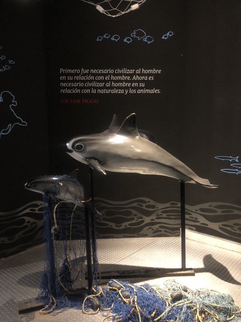 “Primero fue necesario civilizar al hombre en su relación con el hombre. Ahora es necesario civilizar al hombre en su relación con la naturaleza y los animales.” Victor Hugo
 #vaquitamarina #gaiaplanetazul #gaia