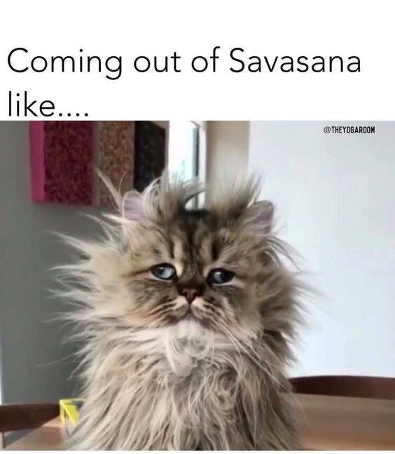 RadianceYogaVA's tweet photo. 5:30am #PowerHour | 8:30am FlowRestorative | 10am #FlowYoga | 10:30am #Kundalini #Yoga #Meditation | 11am YinYoga | 12pm BeginnerFlowHour | 12:15pm #CoreStrength & #Stretch | 2pm FreeFlow | 4pm #FlowHour | 5pm #YinYoga | 5:30pm FlowHour | 6:30pm GentleRestorative |7pm GongHealing https://t.co/SKbsxegOlA