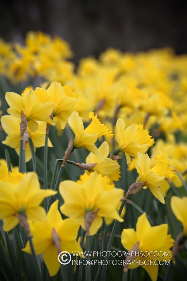 Photographsof's tweet image. Happy St David's Day!
Dydd Gŵyl Dewi Hapus!