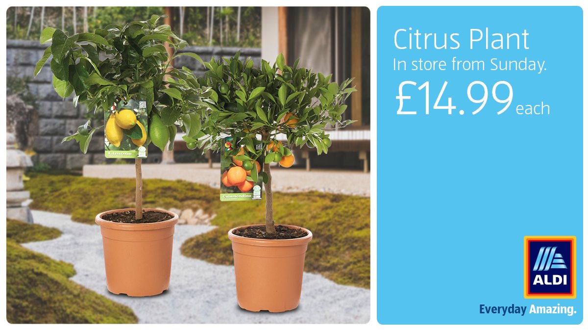 Fruit Trees Home Gardening Apple, Cherry, Pear, Plum Aldi Fruit