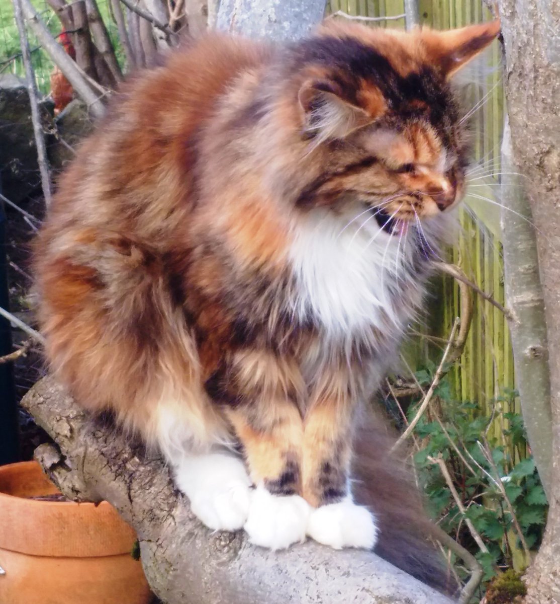 ACTtheCat1's tweet image. Amajor #ACT principle is that you do not need to let your thoughts&amp;amp;feelings determine your behaviour You can choose how to behave,based on your direct experience(what you see,hear,feel,observe–independent of thoughts or judgments)&amp;amp;your core values #mentalhealth #cognitivedefusion