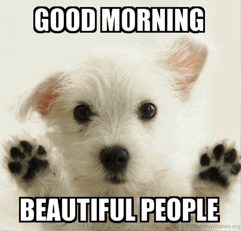 Network For Animals 🐾 on Twitter: Network For Animals 🐾 on Twitter: