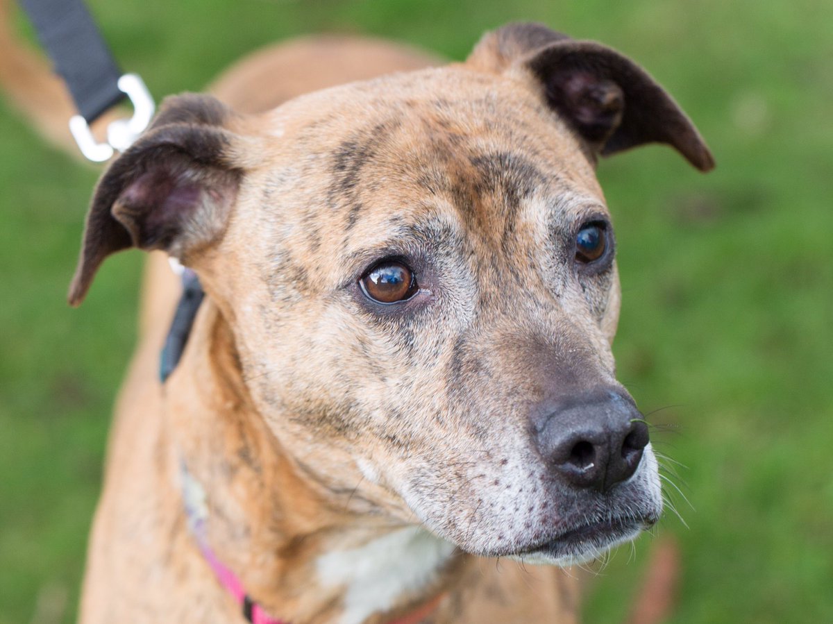 RSPCANW's tweet image. Mila is 6 years old and will make a wonderful companion. She loves people and just needs a home.