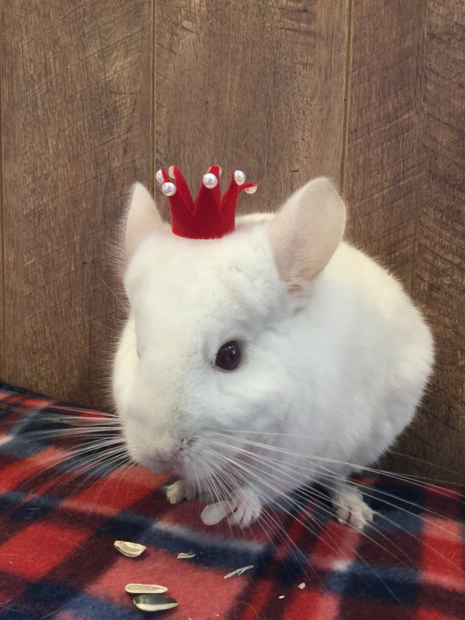 うさぎ専門店 Ms Bunny Msbunny Twitter