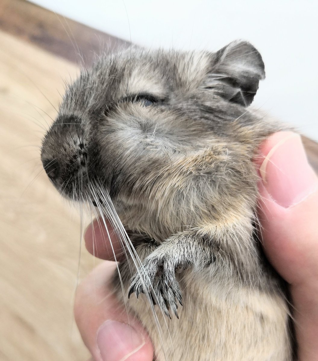 デグーの ぽてと 飼い主の鼻の頭を デグーの頬っぺたにグリグリ押し付けた時 本当に迷惑そうな諦め顔するところがかわいい