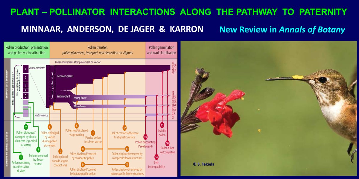 PollinatorCons's tweet photo. POLLEN FATE.  Our new review highlights each of the barriers that diminish opportunities for siring success. 
Note how pollen falls from a Salvia flower following a hummingbird visit. #pollination #ecology #evolution  #annbot #pollen
FREE PDF https://t.co/PEC4GcrgeQ https://t.co/5qP9fXootx