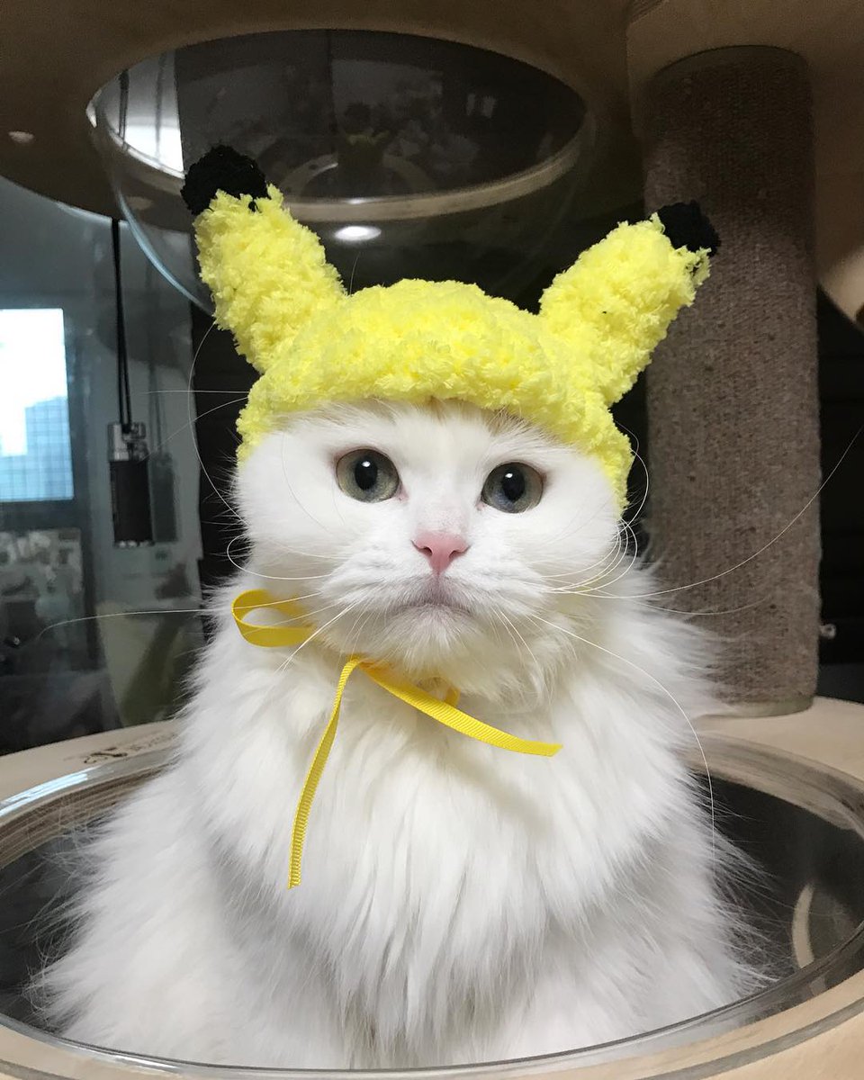 Minhyun the cat tweet media