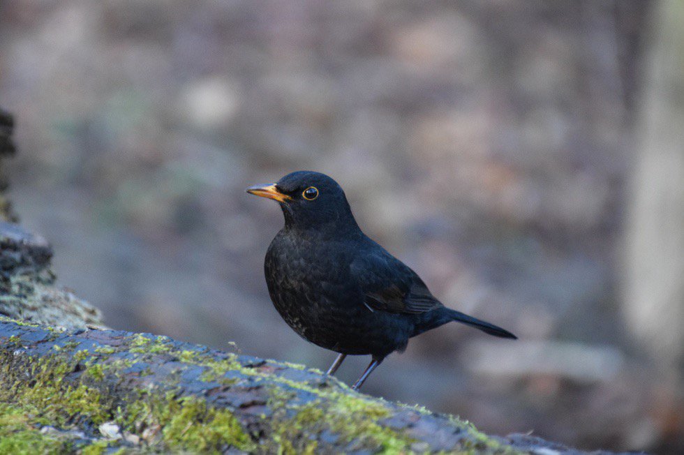 Gints_photo's tweet photo. Februāra mēnesim aizejot #strazds #bird #photo #nature #photography #latvia #lv #latvijasskati #thisislatvia #landscape #latvianature #baltic #visitlatvia #ilovelatvia #visitbaltic #latviannature #putns https://t.co/cOArvRtk2E