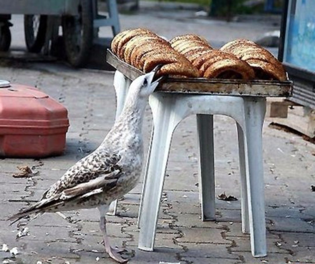 #BakNeDiyeceğim Leyla ile Mecnun olmayı bekleme, seninle Martı ile Simit kadar olalım yeter. 😪 #HayırlıCumalar