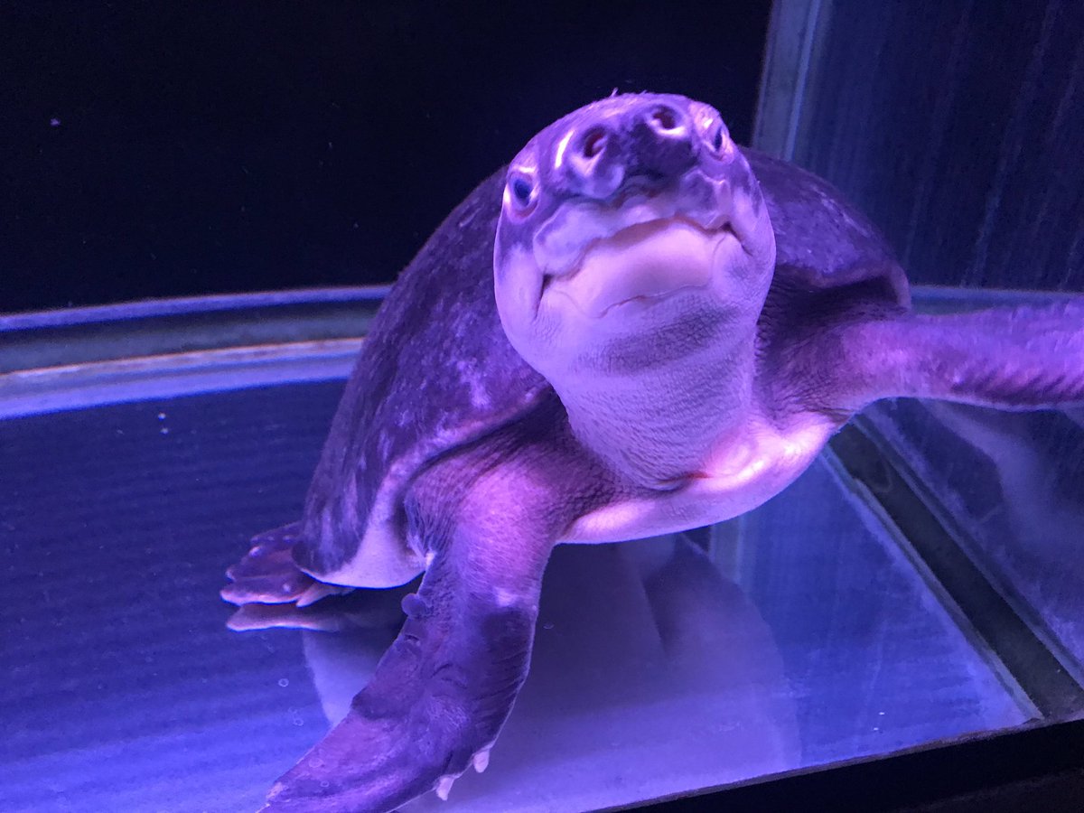 Nakano 熱帯魚店にスッポンモドキがいるのだが 飼いたくてたまらない ただ 25 以上の大型水槽での飼育下で30年以上生きる事を考えると維持費も含め躊躇してしまう たぶん私より長生きするんで息子がもう少し大きくなってから相談して飼いたい あ 目 Nakano 熱帯魚店にスッポンモドキがいるのだが 飼いたくてたまらない ただ 25 以上の大型水槽での飼育下で30年以上生きる事を考えると維持費も含め躊躇してしまう たぶん私より長生きするんで息子がもう少し大きくなってから相談して飼いたい あ 目