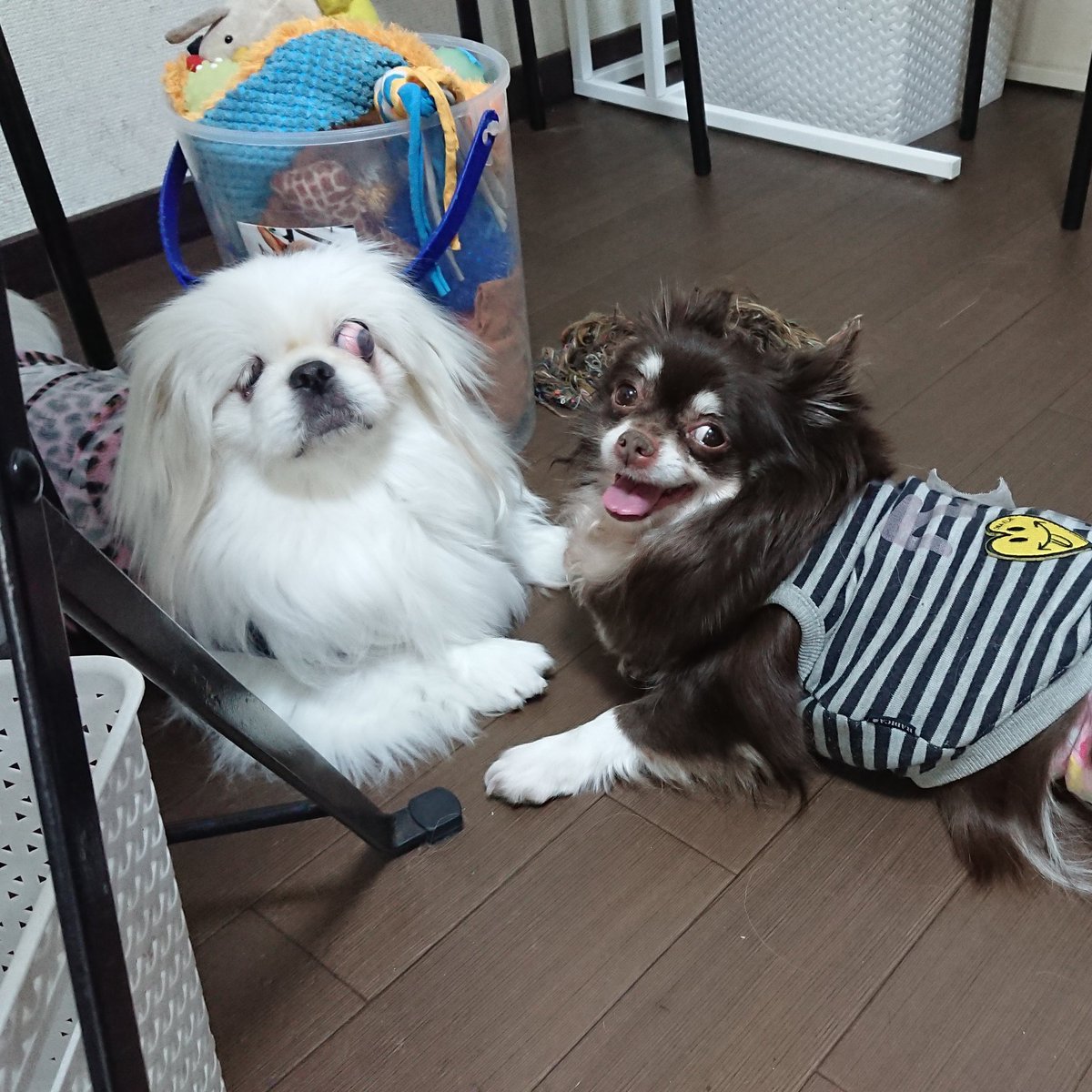 保護犬カフェ 西八王子店 V Twitter 実は仲良しいちこ ペキ とるい チワワ 2人で上手に遊びます 只今空席ございます たくさんのわんちゃんに癒されませんか 保護犬カフェ西八王子店 保護犬カフェ 保護犬 ペキニーズ チワワ ワンプロ 里親募集