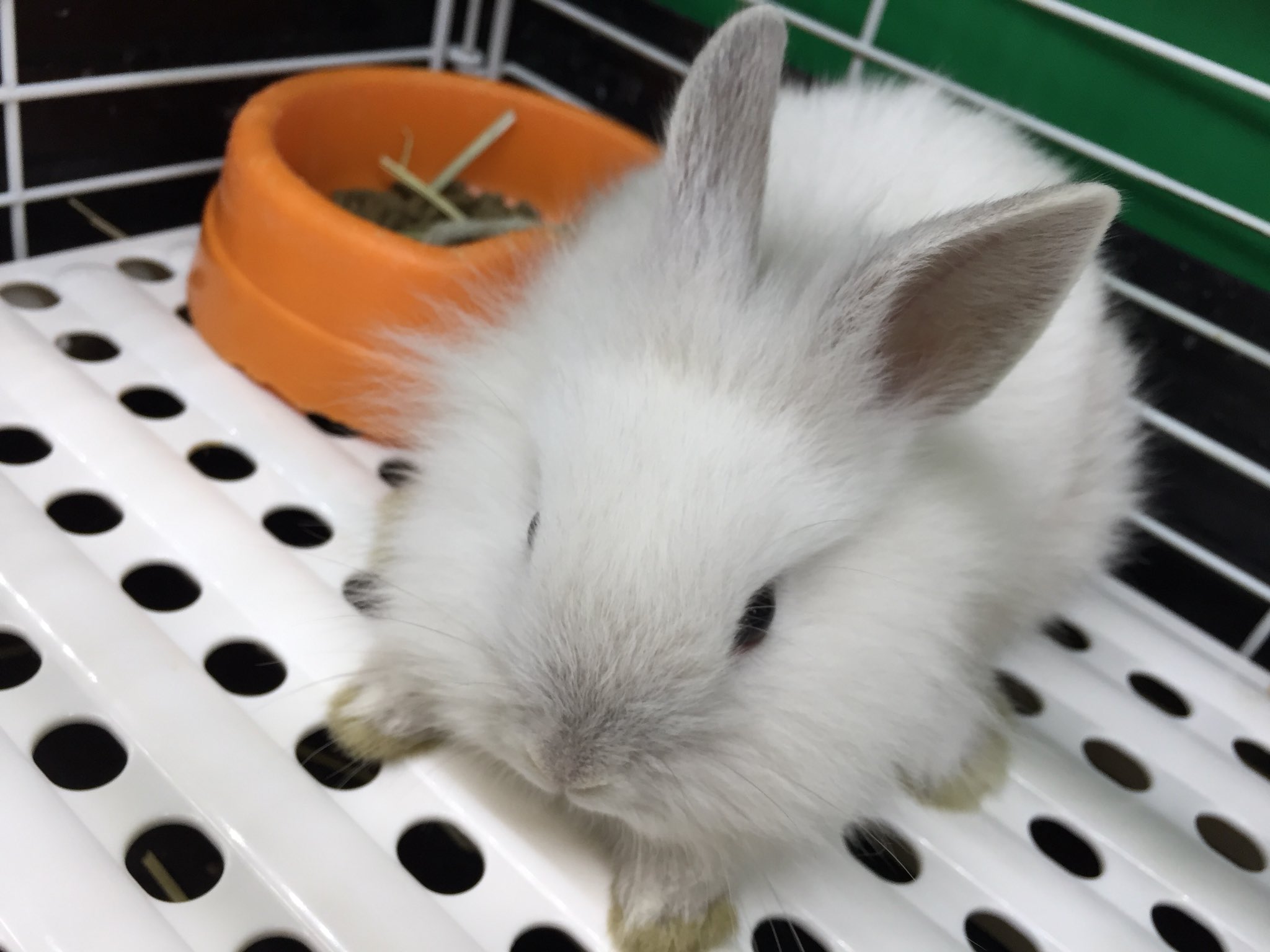 Twitter 上的 Aqua Animal Freedom アクア アニマル フリーダム ウサギも入荷です ミニライオンラビット ネザーランドドワーフ ネザーランドドワーフグレー ネザーランドドワーフオレンジ T Co Cgjsq5pqlu Twitter