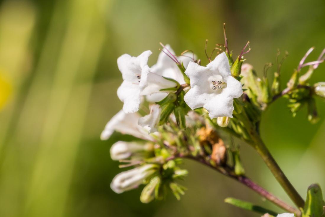 NeurosciScience's tweet photo. Yerba santa, a plant with a long history of medicinal use in its native California, contains an active compound that could treat people with Alzheimer's disease one day.https://t.co/7oWmI9OSnE https://t.co/NjHNIC4raY