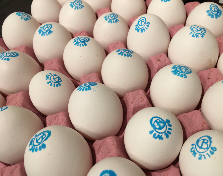grantappleton's tweet photo. It's great having a client who farms eggs, especially for the 'take-aways' after a client review meeting. https://t.co/AAes0Xfkhz