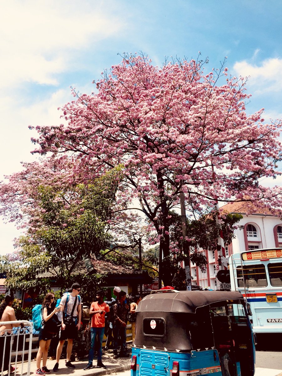 It’s Robarosia Time! 
#kandy #lka #srilanka #TravelNu #ඇවිදිමුSL #GirlsTravel