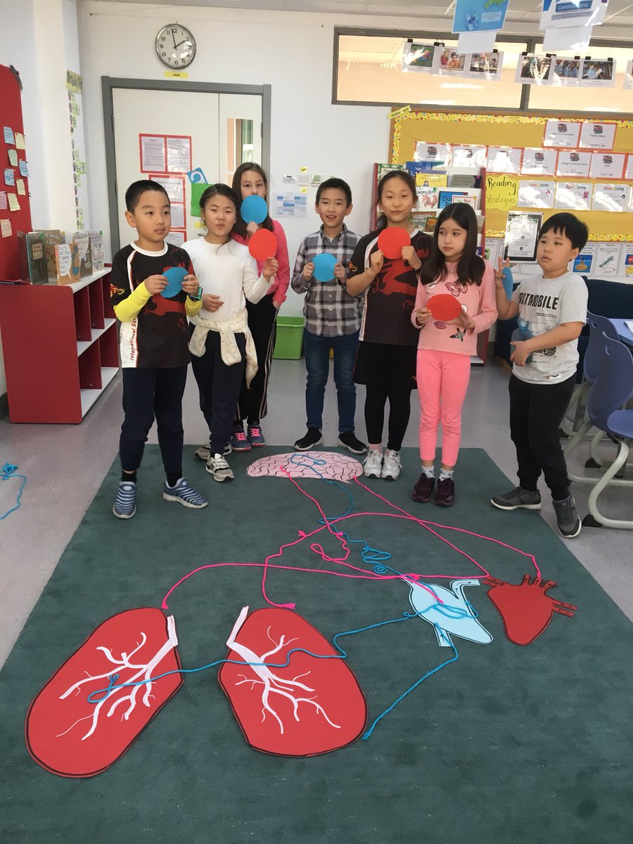 MissFMitchell's tweet photo. Grade 3 @I_S_Tianjin have been learning about the circulatory system ! #ThisLearningLife #ististhebest #IBPYP #Howrheworldworks https://t.co/uCZNH5w8Ps