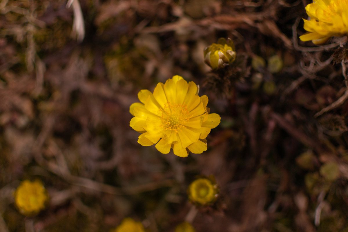 ぱくたそ公式 フリー素材 Ar Twitter ぱくたそ 春を知らせる福寿草 余里 ぱくたそフリー素材 T Co pydgrmhc