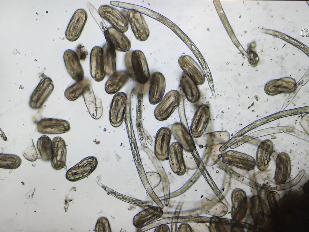 Crop_Trials's tweet photo. #PotatoCystNematodes (#PCN - #eelworm). I still find them to be the most amazing pests. Great discussion with researchers from Wageningen Research yesterday  surrounding their management with plenty more to follow today. https://t.co/1h8dbollcY