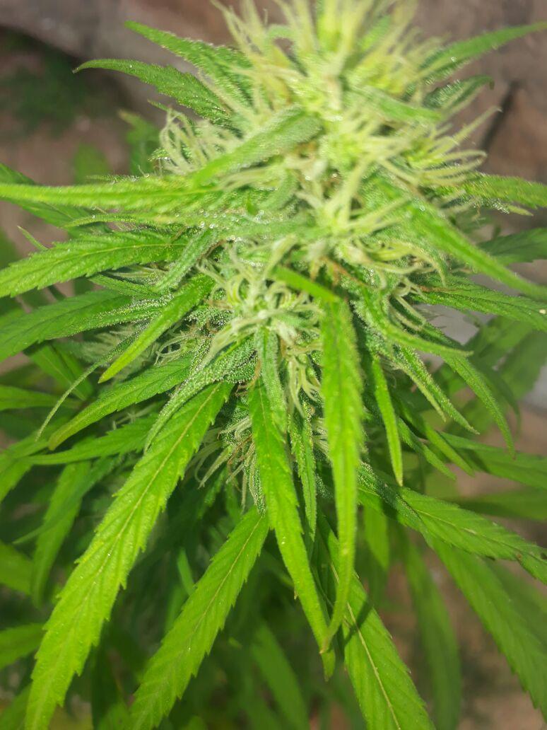 Plante420's tweet photo. ❤️ https://t.co/xNiNE7GWTd