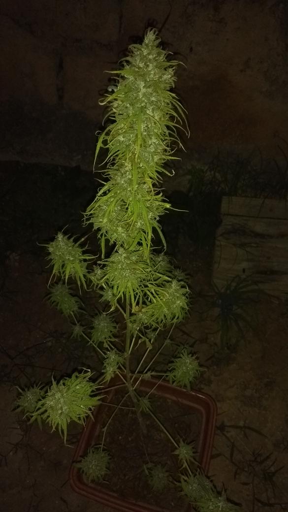 Plante420's tweet photo. 🍁😍 https://t.co/hT9FuIpZum