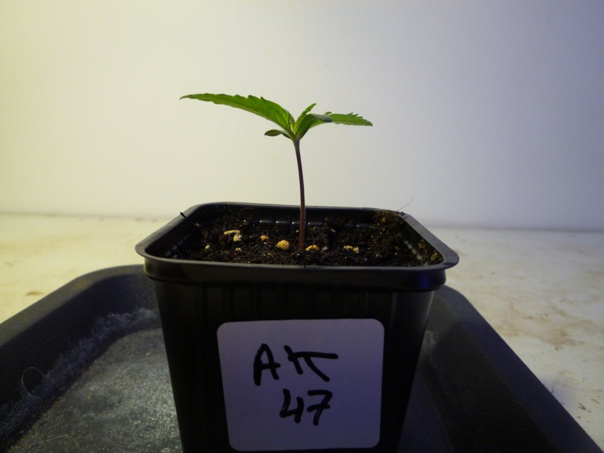 StephandjoG's tweet photo. #lemonak and #bluedreammatic from @Fast_Buds
3 days of veg.
1 #akfullauto from @SumoSeeds
5 days of veg.
My first try with auto π
#autoflo #autoflowering #fastbuds #sumoseeds #ledgrowlight #growyourown #growdiaries #weedgrower #weed #spiderfarmer #meizhi #meizhibay https://t.co/Ym7TF4PIhw