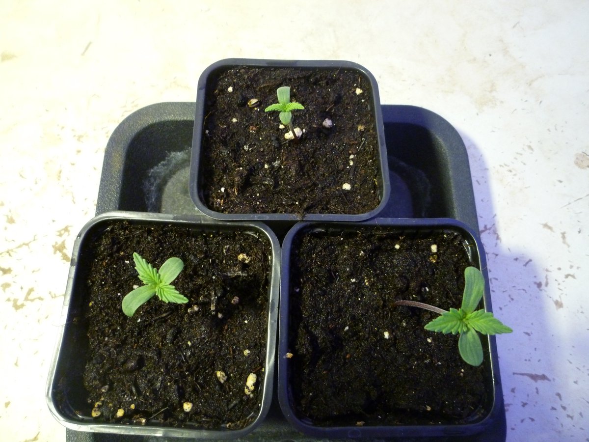 StephandjoG's tweet photo. #lemonak and #bluedreammatic from @Fast_Buds
3 days of veg.
1 #akfullauto from @SumoSeeds
5 days of veg.
My first try with auto π
#autoflo #autoflowering #fastbuds #sumoseeds #ledgrowlight #growyourown #growdiaries #weedgrower #weed #spiderfarmer #meizhi #meizhibay https://t.co/Ym7TF4PIhw