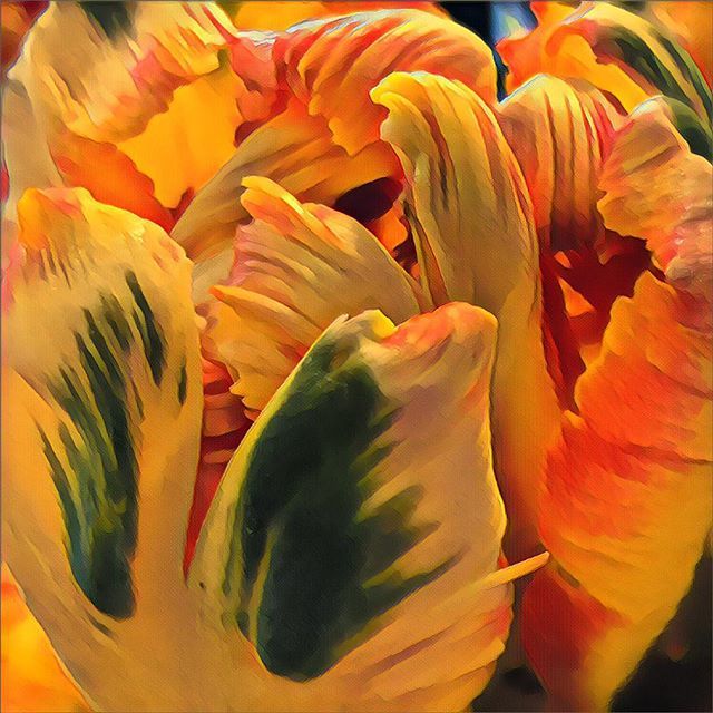 farnia22's tweet photo. Getting lost in a parrot tulip’s ruffles. #thechroniclesoffarnia #thingssoamazeme #makemagic #becurious #tulips #parrottulips #ruffles #petals #art #beauty https://t.co/Yt49lbUW1P https://t.co/oT9EYMPLr0
