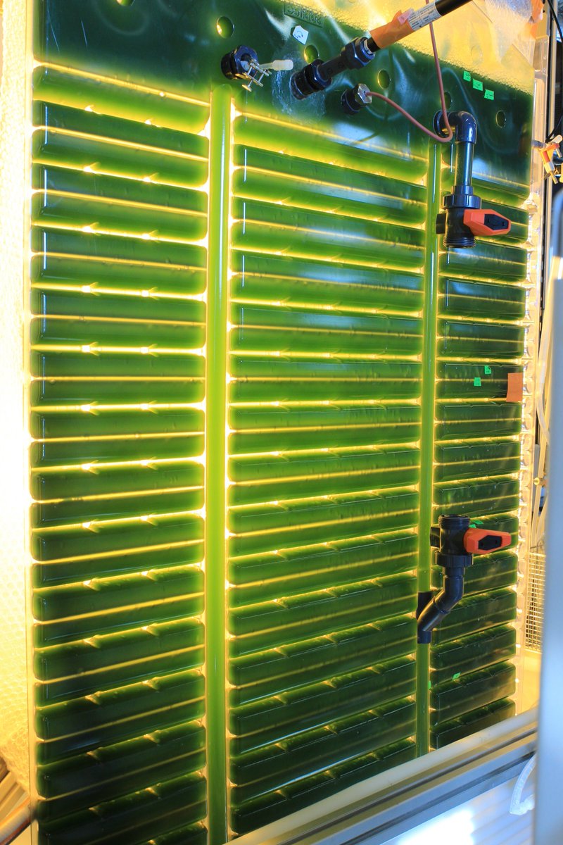 The first scaling up of cyanobacteria culture in #Subitec FPA reactor is on the way at CEA partner for #ABACUS_BBI project!