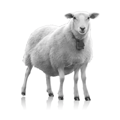 gael_duval's tweet photo. Are you a sheep with 5 legs? 
I'm looking for a great VP of Engineering! 
Full stack, 10years+ experience.
All details at: https://t.co/ko2YNr0UOt
#Jobs #remotework @JobsOpenSource https://t.co/EopaDb3KyS