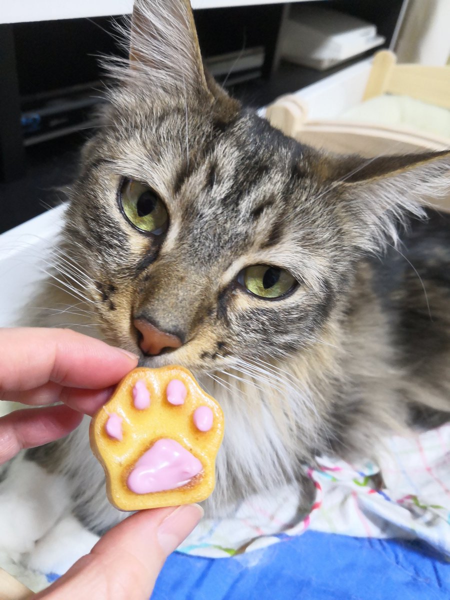 ピンクの肉球可愛い