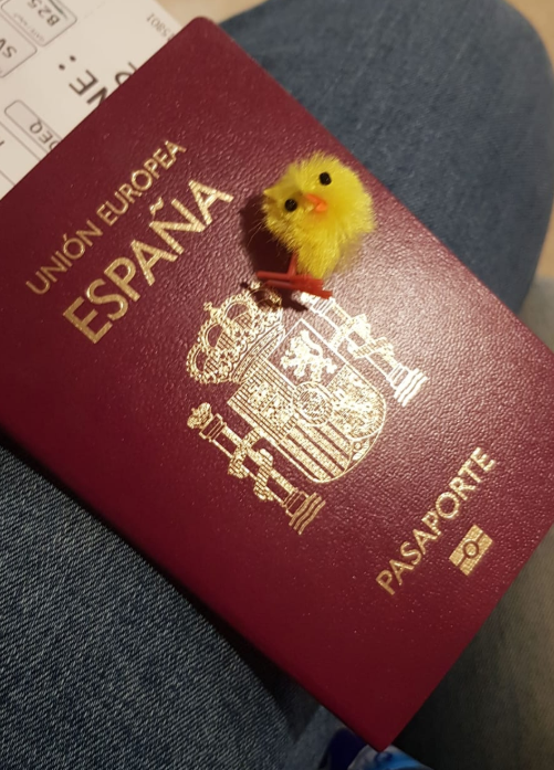 PLAION_ES's tweet photo. Hace unos días @Rikkupat se llevó un🐥a conocer mundo. Hoy @It_sMeMario también.
Vamos a compartir sus fotos... Si no podemos viajar, ¡al menos conoceremos mundo a través de los pollitos!
Si te gusta la idea y vas a viajar con pollitos, etiqueta a Koch o usa #PollitosPorElMundo. https://t.co/jfJcIIllEn