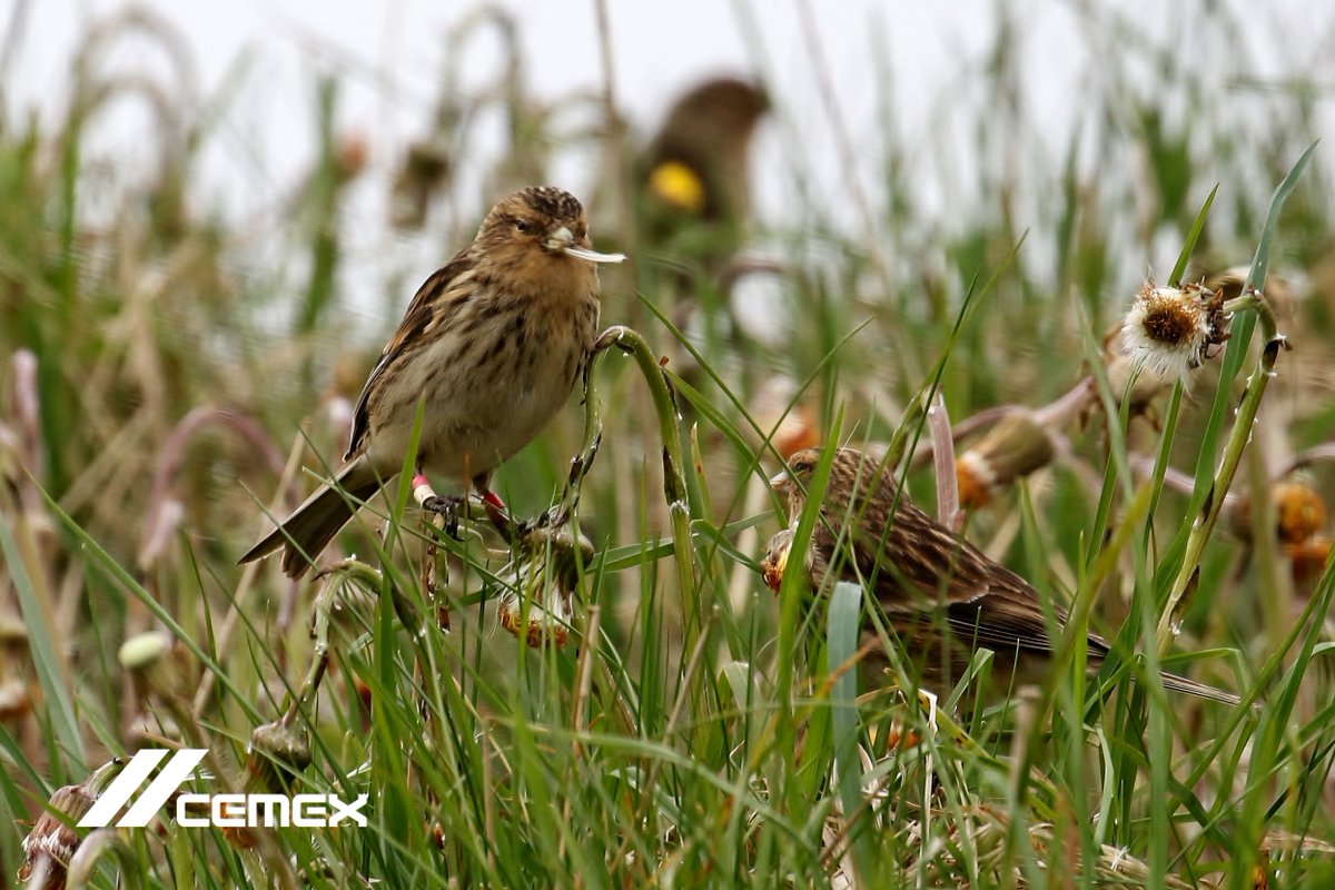 Once again the rare #Twite bird has returned to our Dove Holes #quarry. This year they're earlier than usual, perhaps due to warm #weather. Special food mix is being provided to ensure they have the right food🌿 <a href="/CEMEXNature/">CEMEX Nature</a>