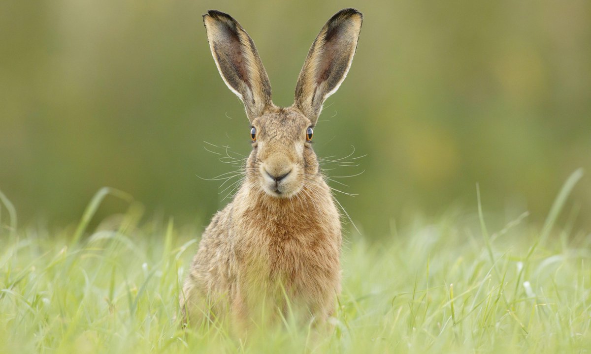 Celebrating the 1st March with Spring and ice cream season just around the corner! We make our ice cream at Neston Park, where organic farming helps encourage wildlife. Mad March hares are just one of the many species of flora and fauna encouraged by organic farming. 🌱🍦