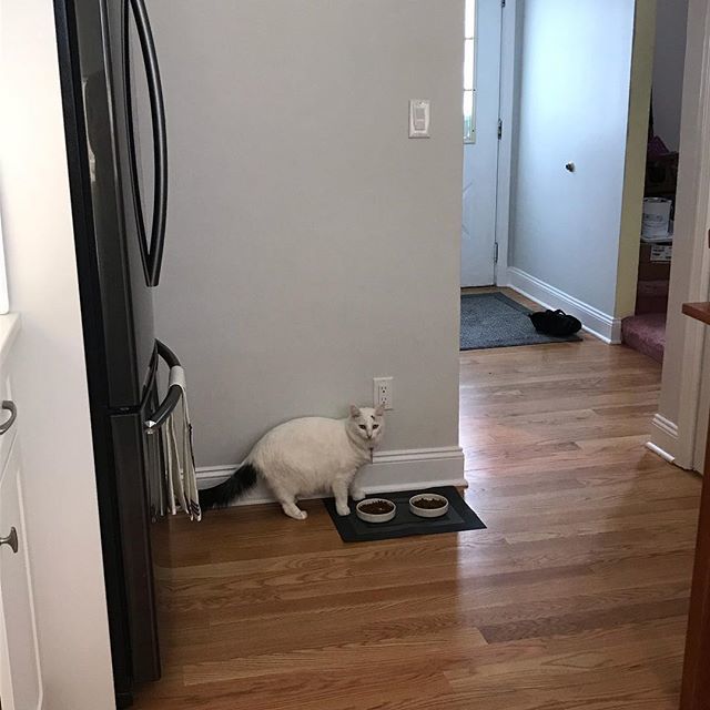 BlancaTheKitty's tweet photo. Mom finally moved our bowls back to the kitchen. No more workers in the house! Yay! Finally don’t have to get locked up anymore. .
.
.
#felinelove #prettykitty #cats_of_instagram #newkitchen #nomoreconstruction #cats #blancathekitty https://t.co/Htol7YTzwt https://t.co/mEud2bvKp4