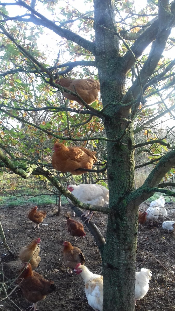 Shout out to this weeks featured trader <a href="/hintonharvest/">dawn quince</a>.
Check out their amazing recipe for chicken 3 ways bathfarmersmarket.co.uk/chicken-3-ways…