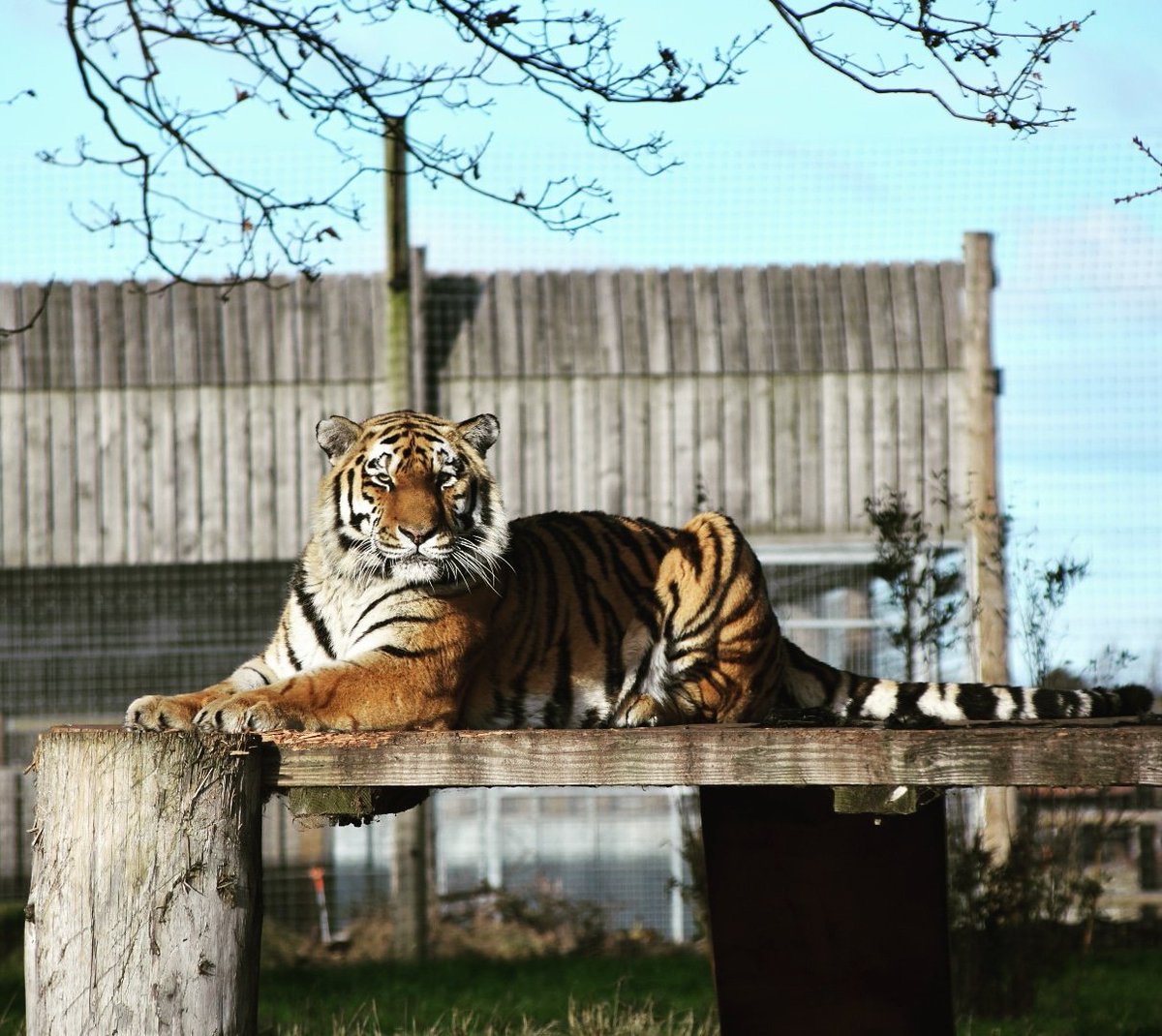 RBPhotography9's tweet image. As the weather isn't the best, let's look back on my outing to Yorkshire wildlife park, this amazing tiger posing for a photo! Stay up to date on our page for more photoshoots and competitions!