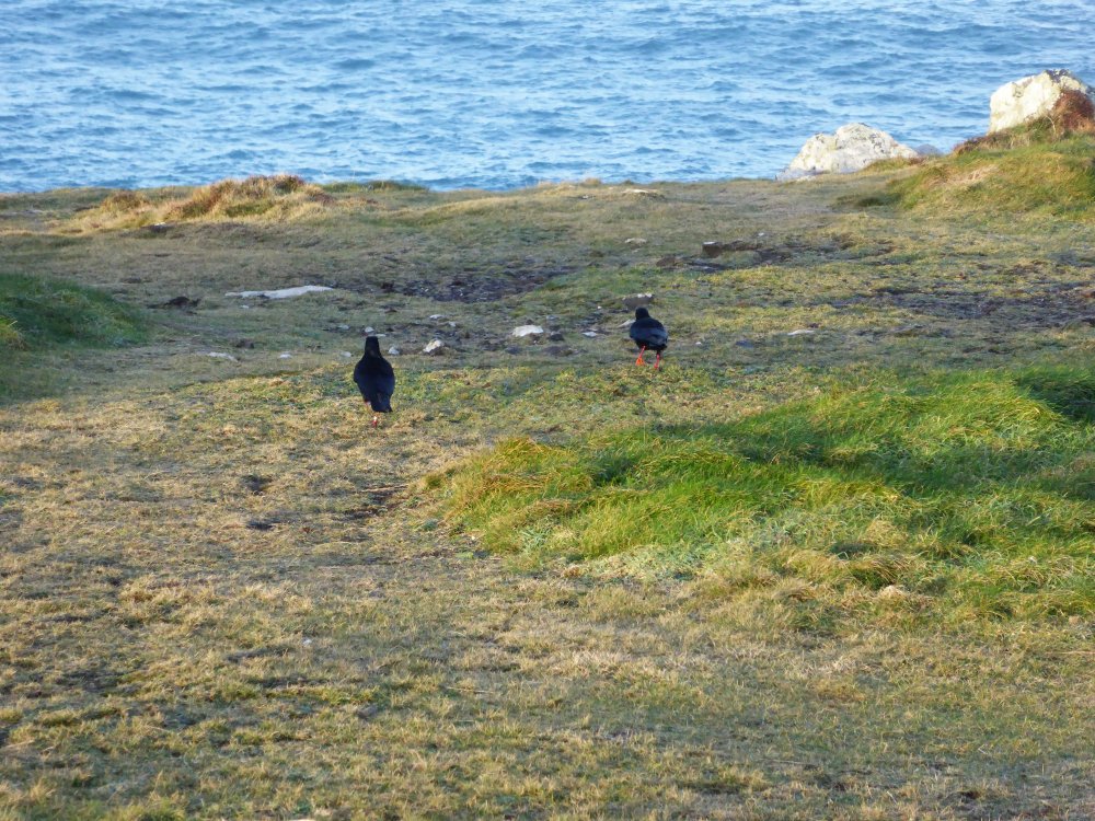 Pendeen pair happy in sunshine this am <a href="/cornishchoughs/">Cornish Choughs 〓〓</a> <a href="/zawngazer/">navaracgeoff 💙</a> @Pendeencentre @RSPBSouthWest