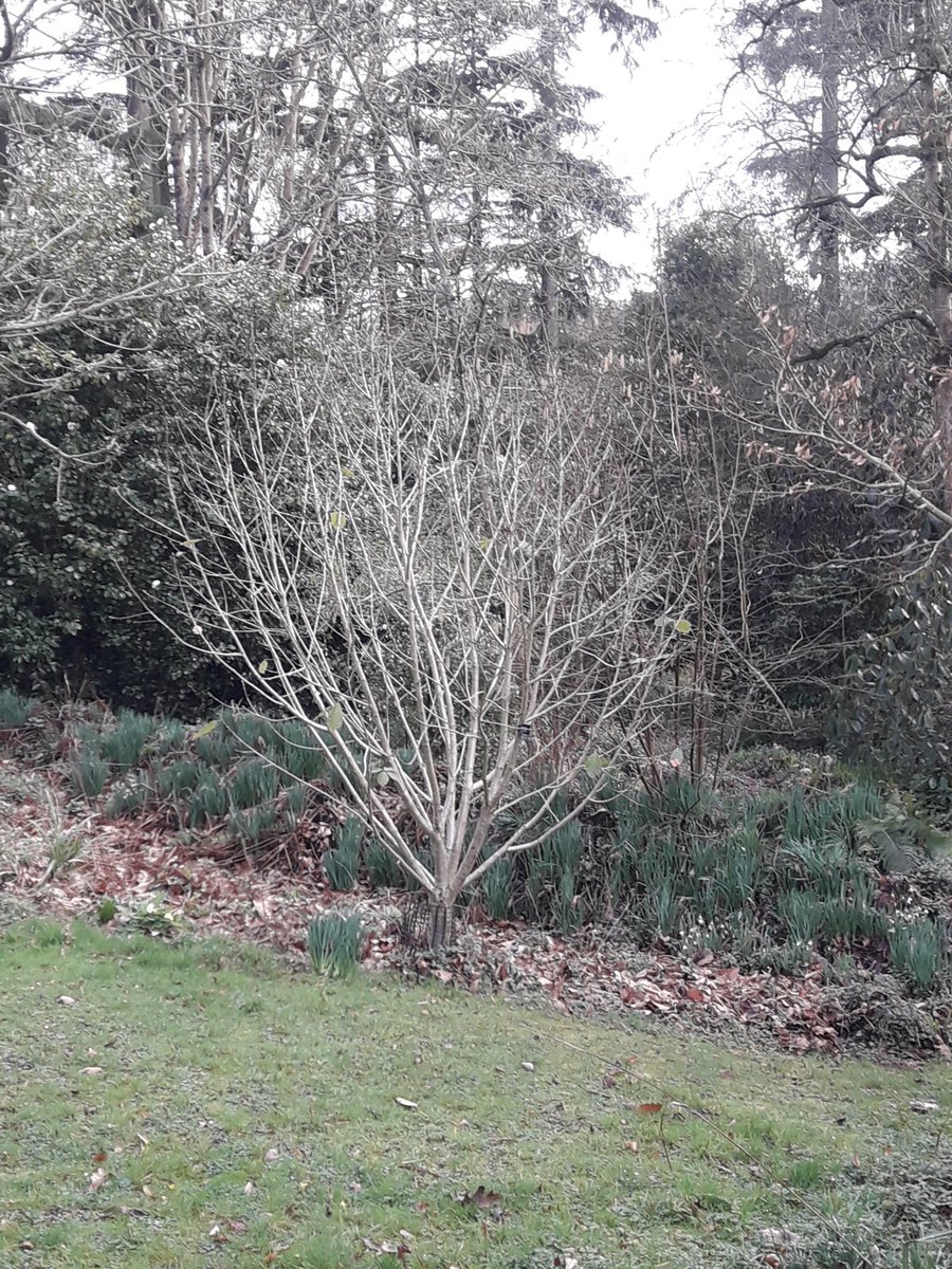 chevithorneoaks's tweet photo. Quercus pontica, hints at the promise of Spring with its beautiful buds swelling. This native of the Caucasus, NE Turkey and Armenia is great for smaller gardens rarely getting over 10m and when multistemmed looks very architectural #oakoftheweek https://t.co/WrPWRfsPCg